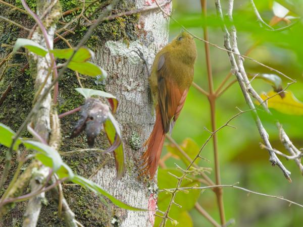 Grijze muisspecht (Sittasomus griseicapillus)